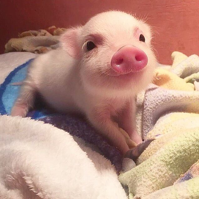 cochon