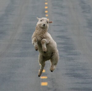 happy sheep